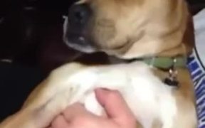 Gangsta Dog - Animals - VIDEOTIME.COM