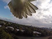 Hawk Vs Drone
