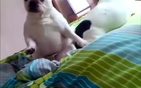 Dancing French Bulldog - Animals - VIDEOTIME.COM