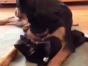 Dog Loves The Cat