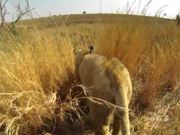 Gopro Strapped To Lions Back