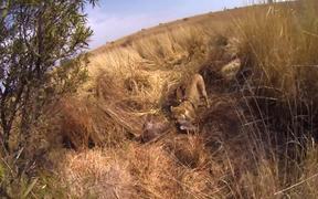 Gopro Strapped To Lions Back - Animals - VIDEOTIME.COM