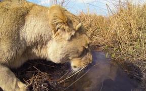 Gopro Strapped To Lions Back - Animals - VIDEOTIME.COM