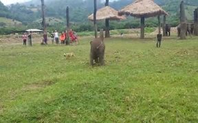 Baby Elephant Chasing Dog - Animals - VIDEOTIME.COM
