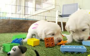 Cutest Golden Retriever Puppies - Animals - VIDEOTIME.COM