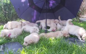 Cutest Golden Retriever Puppies - Animals - VIDEOTIME.COM