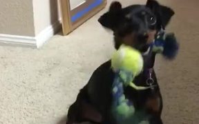 Drop It! - Animals - VIDEOTIME.COM