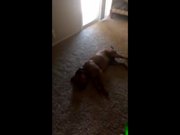 Animals Playing Dead Compilation