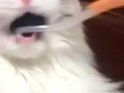 Cat Malfunctions When Teeth Brushed