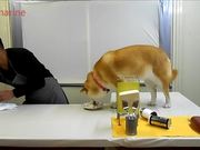 Dog Takes Over Cooking Show