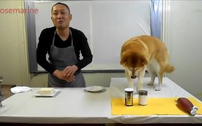 Dog Takes Over Cooking Show - Animals - VIDEOTIME.COM