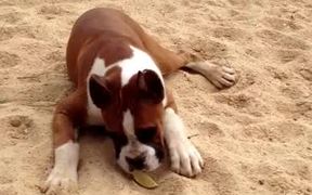Cute Puppy With A Lime - Animals - VIDEOTIME.COM