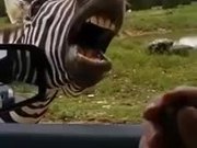 The Singing Zebra