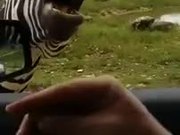 The Singing Zebra