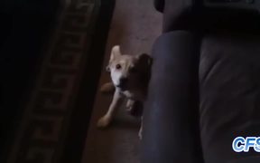 Dogs Arguing With Owners - Animals - VIDEOTIME.COM