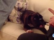 Dogs Arguing With Owners