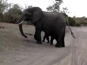 Baby Elephant Attack