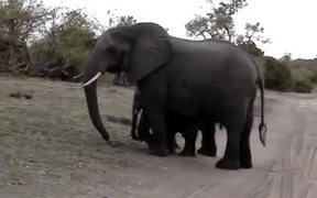 Baby Elephant Attack - Animals - VIDEOTIME.COM