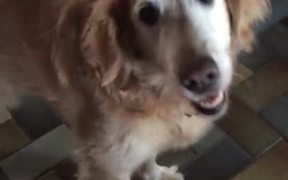 Dog Finds Out She Is Cancer Free - Animals - VIDEOTIME.COM