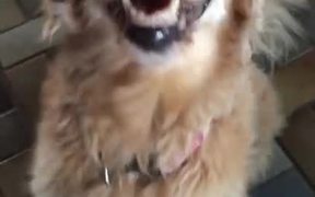 Dog Finds Out She Is Cancer Free - Animals - VIDEOTIME.COM