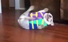 Bulldog Vs Life Vest - Animals - VIDEOTIME.COM