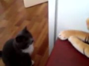 Cat Hates The Tiger Stuffed Animal