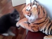 Cat Hates The Tiger Stuffed Animal