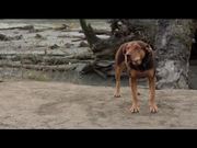 A Dog's Way Home International Trailer