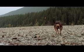 A Dog's Way Home International Trailer - Movie trailer - VIDEOTIME.COM