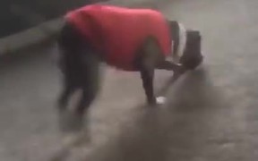 Dog Copying Cartwheels - Animals - VIDEOTIME.COM