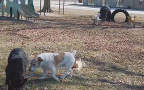 Dog On A Tight Leash - Animals - VIDEOTIME.COM