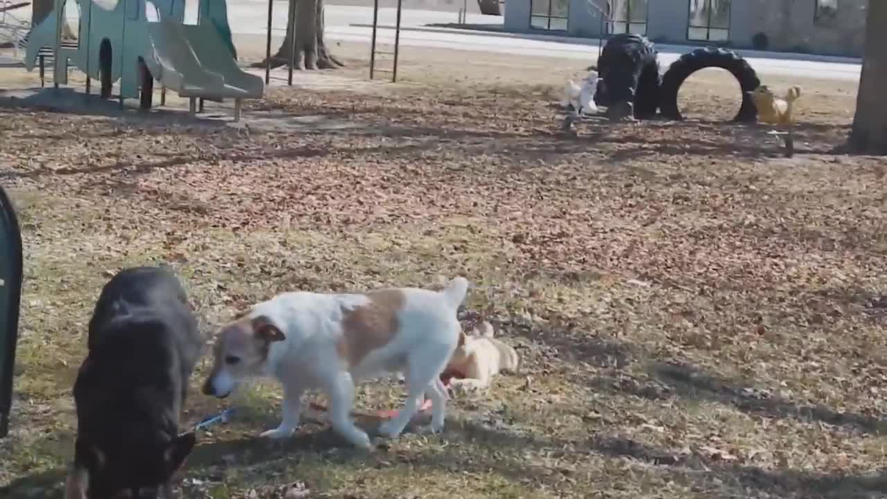 Dog On A Tight Leash