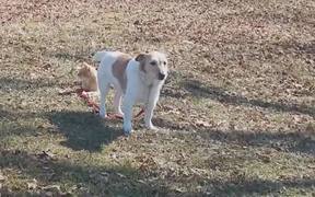 Dog On A Tight Leash - Animals - VIDEOTIME.COM