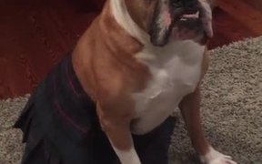 Wilson The Bulldog Plays Dressup - Animals - VIDEOTIME.COM