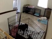 French Bulldog Escapes From Kitchen