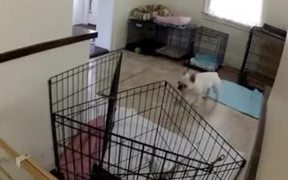 French Bulldog Escapes From Kitchen - Animals - VIDEOTIME.COM
