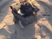 Dog Enjoying Some Time In The Sand