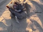 Dog Enjoying Some Time In The Sand
