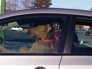 Impatient Dog Honking The Horn