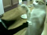 Cat Vs Automatic Feeder