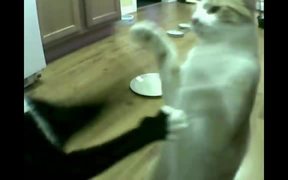 Cat Vs Automatic Feeder - Animals - VIDEOTIME.COM