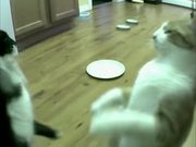 Cat Vs Automatic Feeder