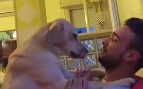 Dog Apologizes - Animals - VIDEOTIME.COM