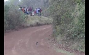Worlds Luckiest Dog - Animals - VIDEOTIME.COM