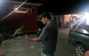 Parrot And Guitarist Duet - Fun - VIDEOTIME.COM