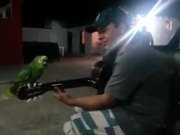 Parrot And Guitarist Duet - Fun - Y8.COM