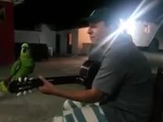 Parrot And Guitarist Duet