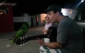 Parrot And Guitarist Duet - Fun - Videotime.com