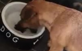 Dog Really Wants That Bone - Animals - VIDEOTIME.COM