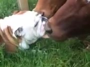 Bulldog Meeting Some Cows
